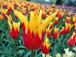 Keukenhof (61)